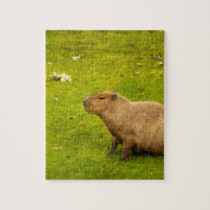Capybara Puzzle