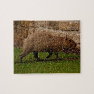Capybara Puzzle