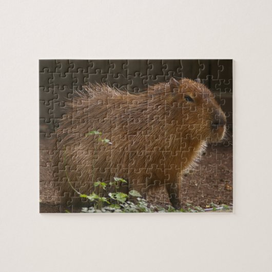 Capybara Puzzle (Horizontal)