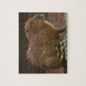 Capybara Puzzle (Vertikal)