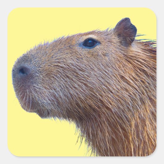 Capybara Quadratischer Aufkleber (Vorderseite)