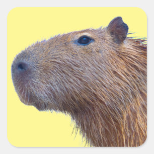 Capybara Quadratischer Aufkleber