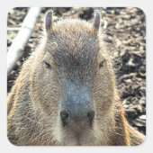 CAPYBARA QUADRATISCHER AUFKLEBER (Vorderseite)