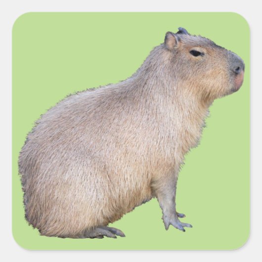 Capybara Quadratischer Aufkleber (Vorderseite)