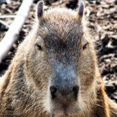CAPYBARA QUADRATISCHER AUFKLEBER