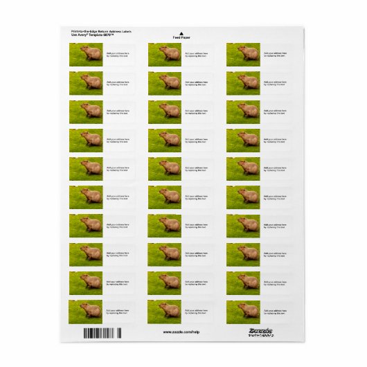 Capybara-Rücksendeadressen-Aufkleber (Vorne)