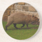 Capybara Sandstein Untersetzer (Vorne)
