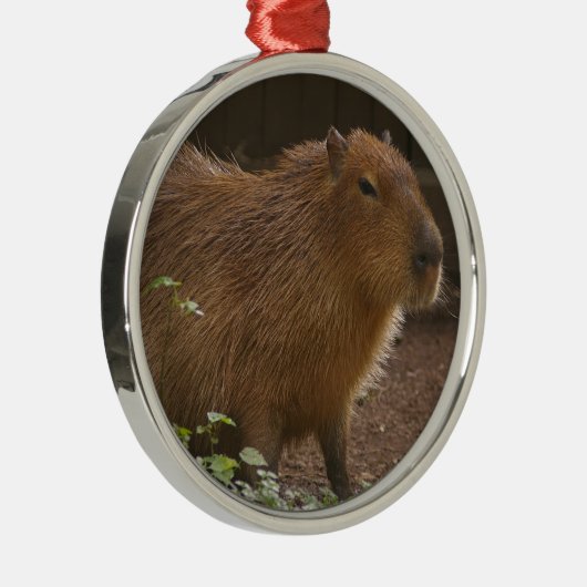Capybara Silbernes Ornament (Rechts)