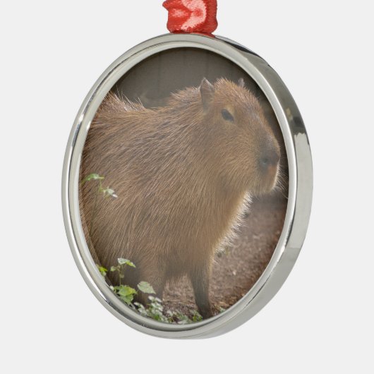 Capybara Silbernes Ornament (Links)