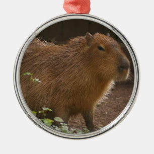 Capybara Silbernes Ornament