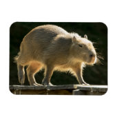 Capybara Small Magnet (Horizontal)
