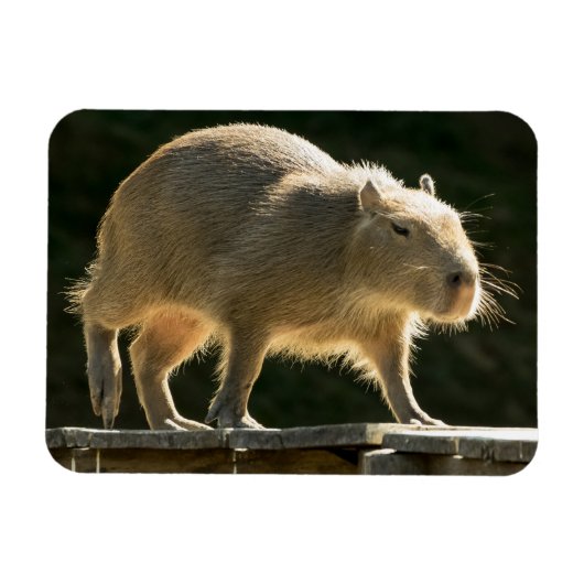 Capybara Small Magnet (Horizontal)