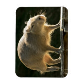 Capybara Small Magnet (Vertikal)