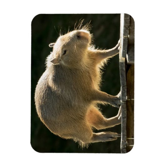 Capybara Small Magnet (Vertikal)