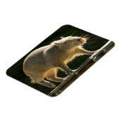 Capybara Small Magnet (Linke Seite)