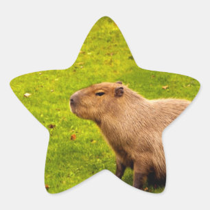 Capybara Stern-Aufkleber