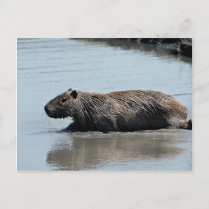 Capybara stürzt ins Wasser Postkarte