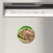 Capybara Trio Magnet (In Situ (Geschirrspüler))