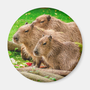Capybara Trio Magnet