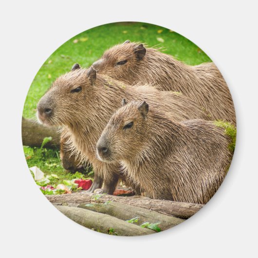 Capybara Trio Magnet (Vorne)