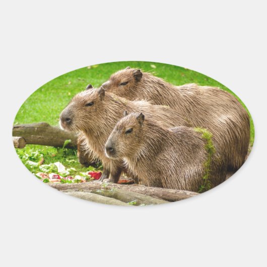 Capybara Trio Ovaler Aufkleber (Vorderseite)