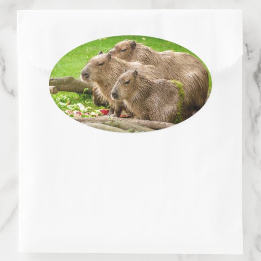 Capybara Trio Ovaler Aufkleber (Tasche)