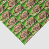 Capybara Trio Seidenpapier (Ausschnitt)