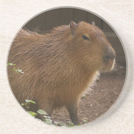 Capybara Untersetzer (Vorne)