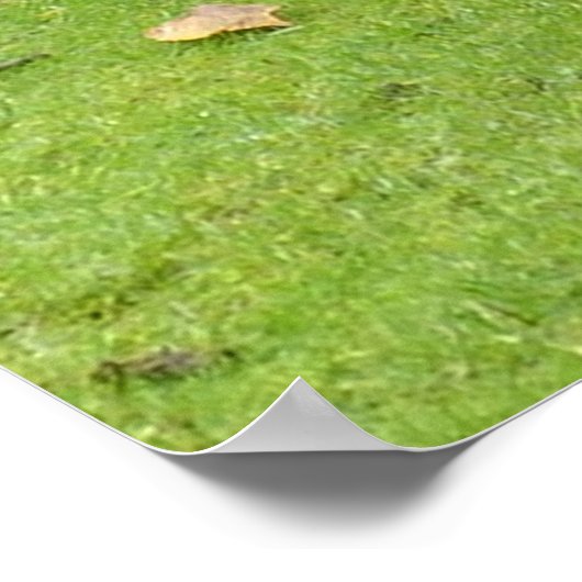 Capybaras Poster (Ecke)