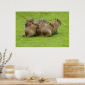 Capybaras Poster (Küche)