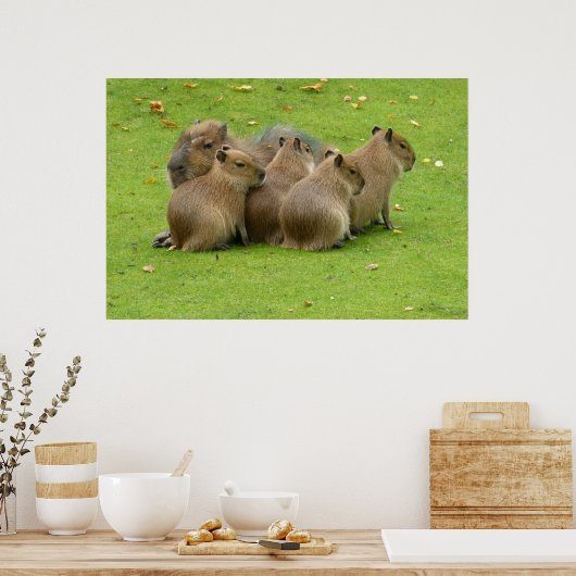 Capybaras Poster (Küche)