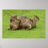 Capybaras Poster (Vorne)