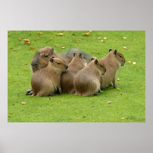 Capybaras Poster (Vorne)