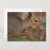 Capybaras Postkarte (Vorne/Hinten)