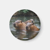 Capybaras' Swimming In The River,  Magnet (Vorne)