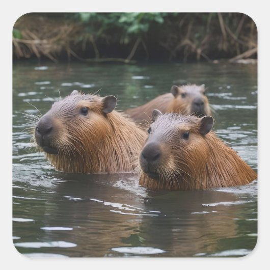 Capybaras' Swimming In The River,  Quadratischer Aufkleber (Vorderseite)