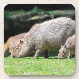 Capybaras-Weide Getränkeuntersetzer