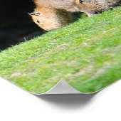 Capybaras-Weide Poster (Ecke)