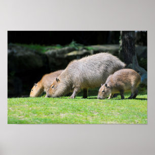 Capybaras-Weide Poster