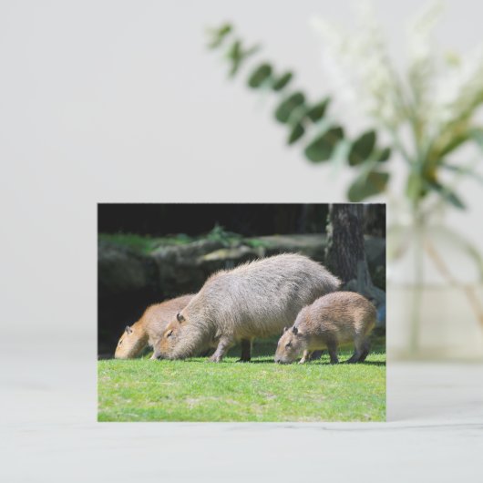 Capybaras-Weide Postkarte (Stehend Vorderseite)