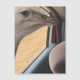 Car Ostrich Magnet