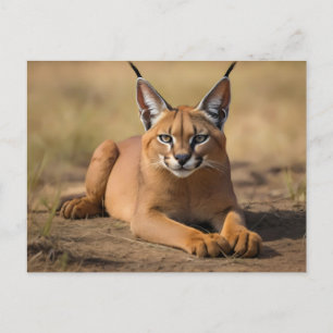 Caracal auf Savanne Postkarte