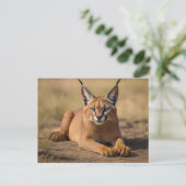 Caracal auf Savanne Postkarte (Stehend Vorderseite)