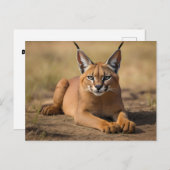 Caracal auf Savanne Postkarte (Vorne/Hinten)