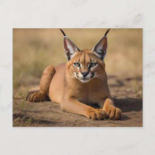 Caracal auf Savanne Postkarte (Vorderseite)