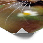 Caracal Hissing Poster (Ecke)