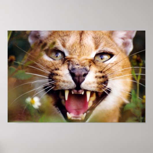 Caracal Hissing Poster (Vorne)