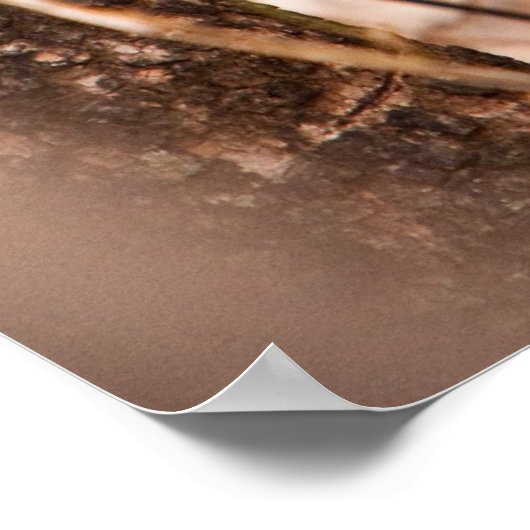 Caracal Kitten Poster (Ecke)