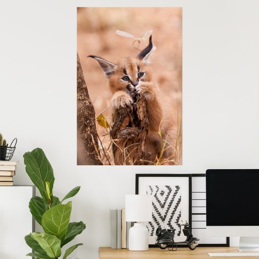 Caracal Kitten Poster (Heimbüro)