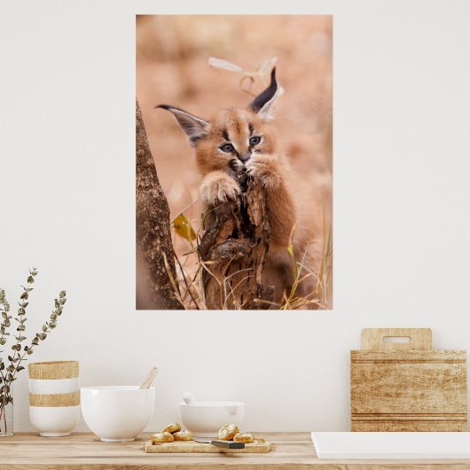 Caracal Kitten Poster (Küche)